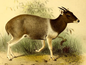 Фото Чепрачный дукер