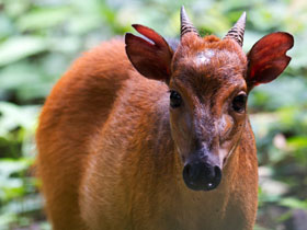 Фото Дукер Оджилби