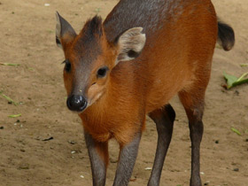 Смотреть фото Рыжебокий дукер Фото Рыжебокий дукер