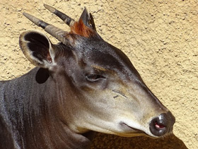 Фото Желтоспинный дукер