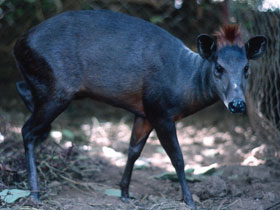 Смотреть фото Танзанийский дукер Фото Танзанийский дукер