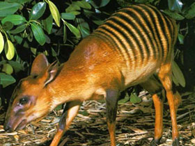 Фото Зебровый дукер