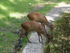 Фото Красный дукер