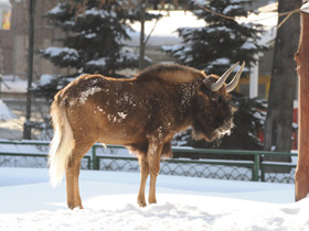Фото Белохвостый гну