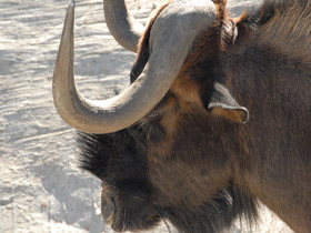 Фото Белохвостый гну