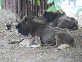 Фото Белохвостый гну