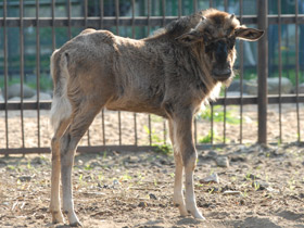 Фото Белохвостый гну