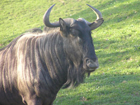 Смотреть фото Голубой гну Фото Голубой гну