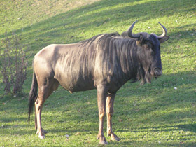 Смотреть фото Голубой гну Фото Голубой гну