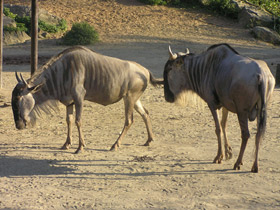 Смотреть фото Голубой гну Фото Голубой гну