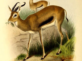 Фото Газель Хойглина