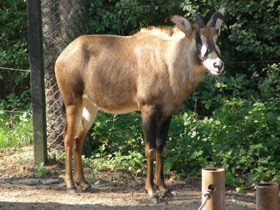 Фото Лошадиная антилопа