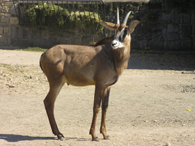 Фото Лошадиная антилопа