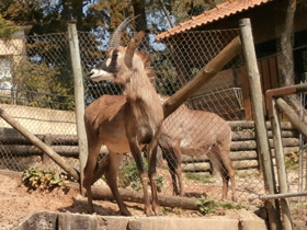 Фото Лошадиная антилопа
