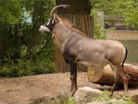 Фото Лошадиная антилопа