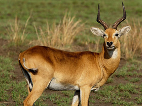 Фото Болотный козёл