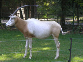 Фото Саблерогая антилопа