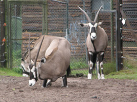 Смотреть фото Обыкновенный орикс Фото Обыкновенный орикс