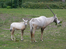 Смотреть фото Аравийский орикс Фото Аравийский орикс