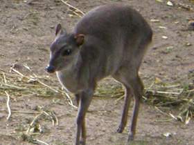 Фото Голубой дукер