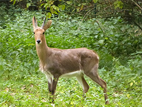Фото Горный редунка