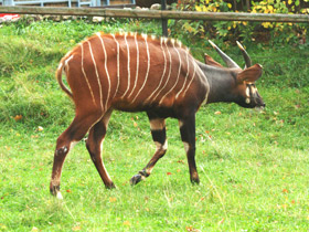 Смотреть фото Бонго Фото Бонго