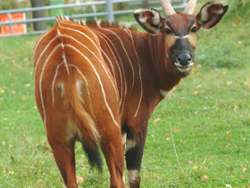 Смотреть фото Бонго Фото Бонго