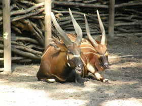 Смотреть фото Бонго Фото Бонго