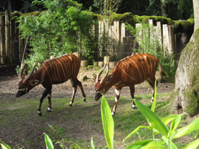 Смотреть фото Бонго Фото Бонго