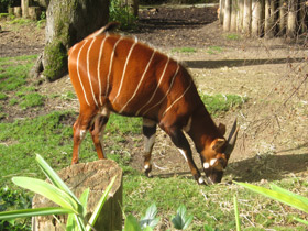 Смотреть фото Бонго Фото Бонго