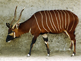 Смотреть фото Бонго Фото Бонго