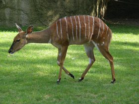 Смотреть фото Ньяла Фото Ньяла