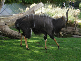 Смотреть фото Ньяла Фото Ньяла