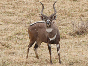 Смотреть фото Горная ньяла Фото Горная ньяла