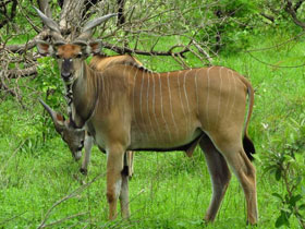 Смотреть фото Западная канна Фото Западная канна