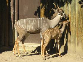Смотреть фото Малый куду Фото Малый куду