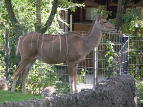 Фото Большой куду
