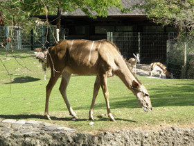 Фото Большой куду