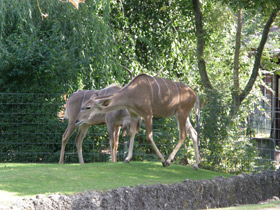 Фото Большой куду