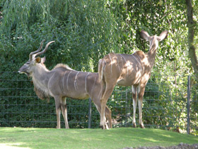 Фото Большой куду