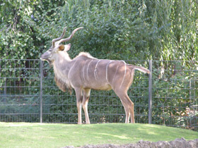 Фото Большой куду