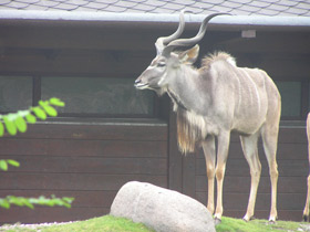 Фото Большой куду