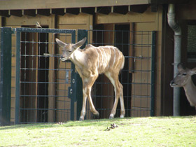 Фото Большой куду