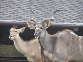 Фото Большой куду