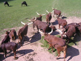 Фото Самый длинный язык у животных