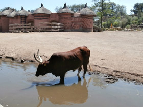 Смотреть фото Самые рогатые животные Фото Самые рогатые животные