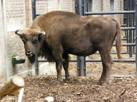 Смотреть фото Животные - символы Фото Животные - символы