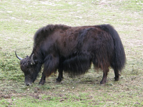 Смотреть фото Як Фото Як