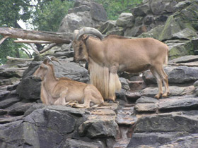 Смотреть фото Гривистый баран Фото Гривистый баран