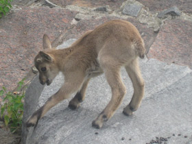 Смотреть фото Дагестанский тур Фото Дагестанский тур